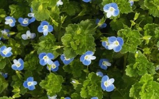 阿拉伯婆婆纳草有哪些特点，高约10-50厘米