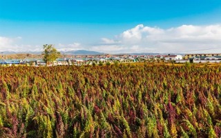 种植藜麦的前景，当前市场需求大前景可观