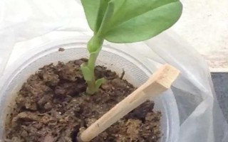 高寒区旱地蚕豆的栽培方法,生育期间应以基肥为主