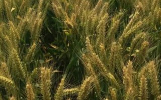 豫农806小麦种子特征特性,每亩适宜基本苗15~20万