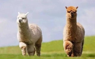 羊驼的寿命，最好饲养两只以上