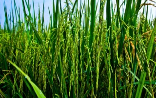 源95S水稻品种的特性,在武汉4月下旬至6月上旬播种