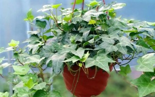 常青藤的价格，会受到地区、季节、品质等条件的影响