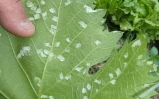 葡萄毛毡病的发生特点，叶片上会出现苍白色病斑