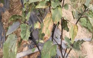 茄子枯萎病怎么治，发病初期用药剂灌根