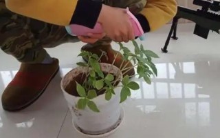 凤仙花叶子蔫了的原因,可能是浇水不当或光照过强所致