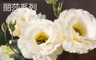 常见的洋桔梗品种介绍,品种众多各具特色