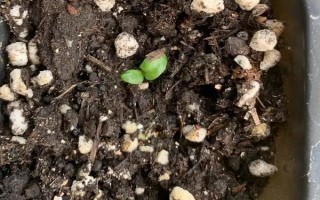 扶郎花怎么种植,播种后要养在通风阴凉处