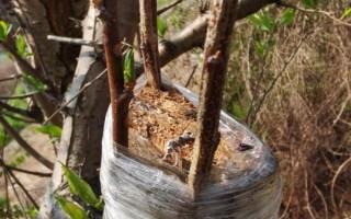 李子苗的价格，通常在1-3元左右一棵