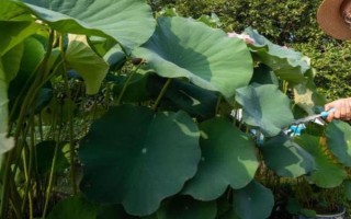 荷花为什么会烂根，可能是水量过多、施肥过量等因素造成