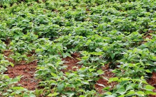 芸豆需要打尖吗,是需要打尖的