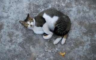 为什么猫咪喜欢在混凝土地面上打滚，可通过地面的温度来调节体温