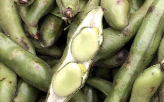 春天适合种什么农作物,适合种玉米、春大葱、茄子等