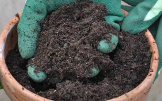 燕子掌病虫害防治方法，主要病害有炭宜病和叶斑病