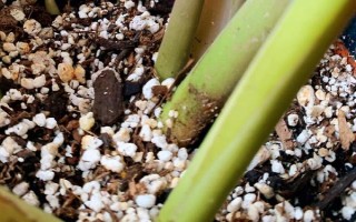 天鹅绒竹芋的养殖方法，适宜的生长温度在18-30℃