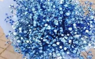 道歉时要送什么花卉,黄玫瑰可作为首选