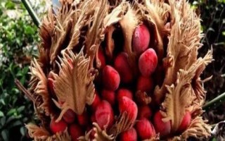 铁树果能吃吗，铁树果毒性非常大是不可吃的