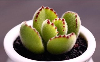 熊童子叶子发黄怎么处理，要适当控水并保证光照