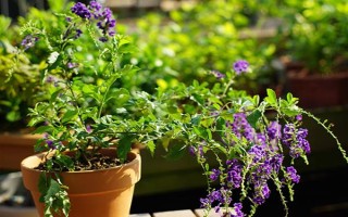 蕾丝金露花冬季耐寒温度，可以忍耐零下4℃的低温