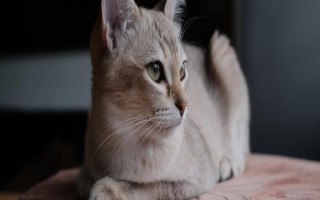 猫咪突然尿频且尿少的原因,可能是饮水量不足或泌尿系统疾病导致