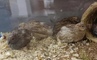 养芦丁鸡臭不臭,具有臭味所以要定期清理粪便