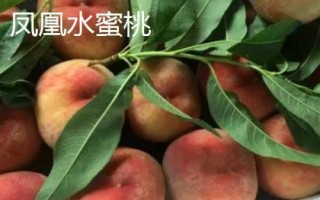 水蜜桃的种类，包括阳山水蜜桃、香山水蜜桃、深州水蜜桃等品种