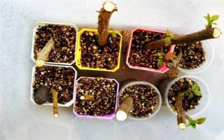 三角梅如何繁殖，可扦插也可高压繁殖