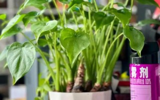 滴水观音不发芽如何处理，每天提供6小时左右的散射光可促进萌芽生长