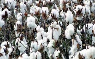 中生棉5号棉花种子简介,适宜播期4月中旬