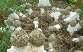 竹荪的品种有哪些,常见的有长裙竹荪、短裙竹荪等