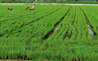 高温季节稻虾共养注意事项,水位要控制在3-20厘米之间