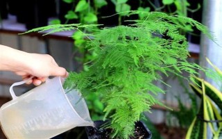 文竹冬季的养护方法，需及时保暖