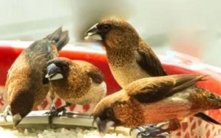 如何养活树上掉下来的小鸟，刚出生的小鸟应放回巢穴