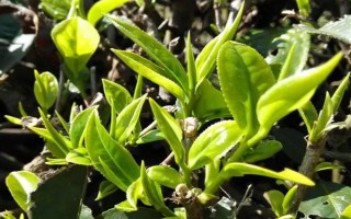 茶树的生长温度，日平均气温需要稳定在10℃以上为佳