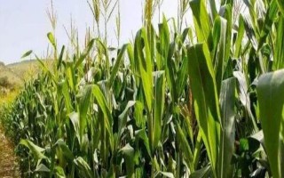 展茂55玉米种子特征特性，应选择肥力较好的地块种植