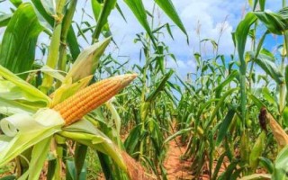 士惠628玉米种简介，每亩种植密度为3500-3800株