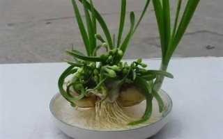 冬季如何水培水仙花,适宜生长的温度在12-15℃