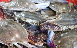 梭子蟹的养殖条件，生长温度范围为8-31℃