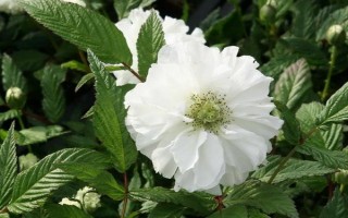 荼蘼花有什么花语,悲伤、最后的美、感情消散皆是它的花语