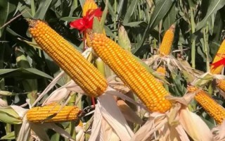 中农大691玉米种子介绍,注意防治玉米螟和蚜虫