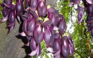 禾雀花的花语是什么，寓意欢快、快乐、坚韧顽强等