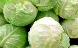 什么是圆白菜，通常是指甘蓝