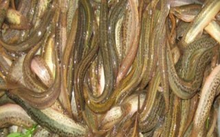 养殖泥鳅所需环境，需从水库、江河、湖泊中获取干净的水源