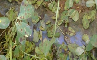 怎么防治花生褐斑病，重病田要和甘薯、玉米等作物轮作2年以上