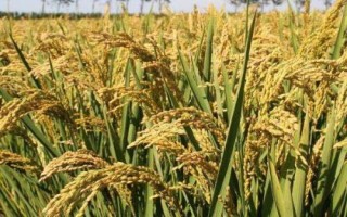 浙优807水稻种子介绍，全生育期151.1天