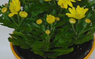 菊花秋天能分株吗，菊花秋天可以分株