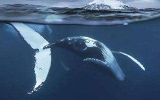 什么是虎头鲸，是一种小型鲸类、外观近似虎鲸