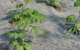 种植苦瓜的时间和方法，北方地区3-4月份可在棚内育苗、长江流域在3月份播种