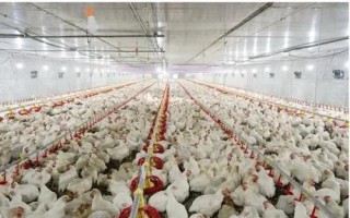 国家扶持的养殖项目,常见的有生猪、肉牛、肉羊等