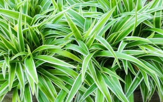 吊兰草的换盆方法，要每隔1-2年给其翻盆换土一次